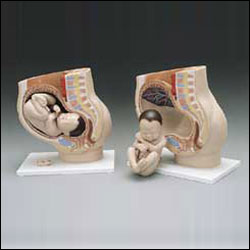 REPRODUCTIVE SYSTEM